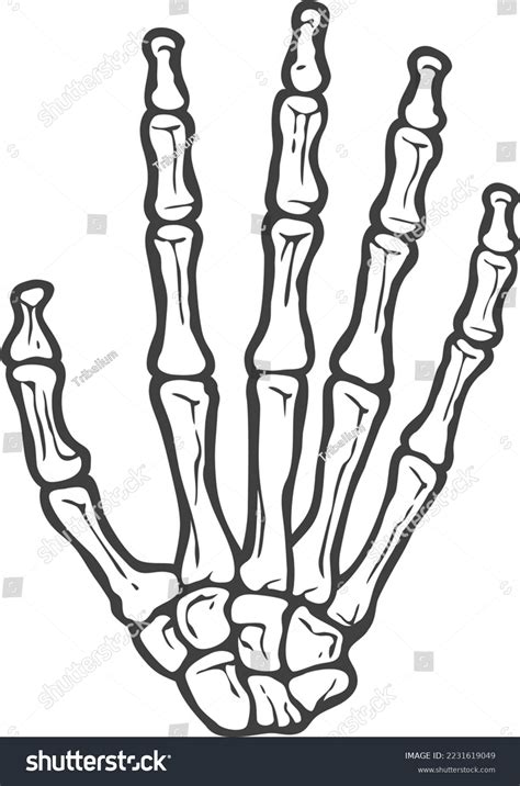 skeleton hand clipart|human skeleton hand drawing.